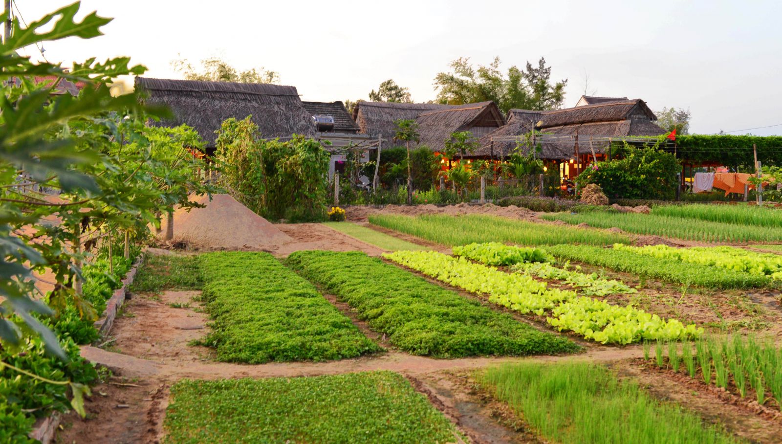 Visit Tra Que vegetable village - Hoi An Tourism - Private Car Hoi An